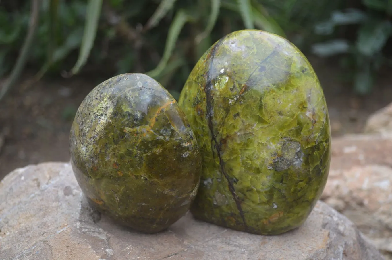 Polished Green Opal Standing Free Forms  x 2 From Madagascar