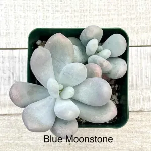 Rare Blue Moonstone